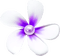 Flower.Pearl.Purple.White - zdarma png animovaný GIF