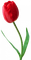 blume flowers - δωρεάν png κινούμενο GIF