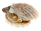 pearl shell bp - безплатен png анимиран GIF