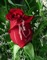 rouge rose - PNG gratuit GIF animé