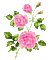 pink roses - Бесплатный анимированный гифка анимированный гифка