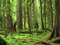 Forêt - PNG gratuit GIF animé