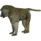 Ape - Free PNG Animated GIF