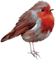 Kaz_Creations Birds Bird - darmowe png animowany gif