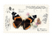 Postcard Butterfly Brown Beige - Bogusia