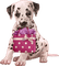 Dalmatian Dog with Birthday Gift