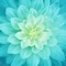 turquoise flower bg - PNG gratuit GIF animé