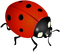 Lady Bug-RM - bezmaksas png animēts GIF