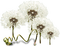fleur blanche.Cheyenne63 - gratis png animeret GIF