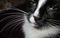 Lilo-Cat - kostenlos png Animiertes GIF