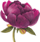 rose   Bb2 - ücretsiz png animasyonlu GIF