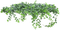 ivy - Free PNG Animated GIF