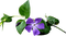 deco flowers blue vintage kikkapink - kostenlos png Animiertes GIF
