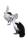 twin pelicans - безплатен png анимиран GIF