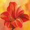 Hintergrund, Blume, Lilie, rot/orange - png gratis GIF animado