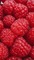 Raspberry - By StormGalaxy05 - Free PNG Animated GIF