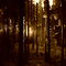 forest - Besplatni animirani GIF animirani GIF