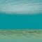 Sea ocean underwater marine life paper - darmowe png animowany gif