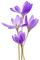 Fleurs.Flower.violet.aquarelle.Victoriabea