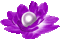 Animated.Flower.Pearl.Purple - By KittyKatLuv65 - GIF animé gratuit GIF animé