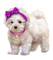 Chien Ruban Violet:) - Free PNG Animated GIF
