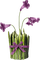 Coquelicot - Free PNG Animated GIF