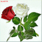 rosas - Bezmaksas animēts GIF animēts GIF