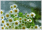 MMarcia gif flores chuva fundo - 無料のアニメーション GIF アニメーションGIF