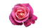 kikkapink purple rose pink flower spring summer - PNG gratuit GIF animé
