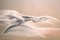 dragon blanc - ingyenes png animált GIF