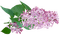 lilac - nemokama png animuotas GIF