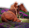 Horses - darmowe png animowany gif