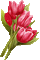 tulips flowers pink red spring - GIF animado grátis Gif Animado
