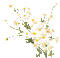fleurs marguerites/ HD