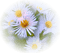 Fleurs - nemokama png animuotas GIF