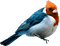 bird - gratis png geanimeerde GIF