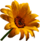 Цветок - darmowe png animowany gif