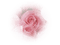 tube rose - PNG gratuit GIF animé