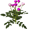 purple roses - GIF animé gratuit GIF animé