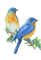Vögel, Birds - gratis png animeret GIF