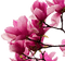 fleur- rose-magnolia-flower