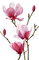 magnolia - PNG gratuit GIF animé