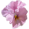 Pink Flower - bezmaksas png animēts GIF