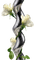 rose blanche.Cheyenne63 - ücretsiz png animasyonlu GIF
