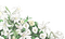 ✶ Flowers {by Merishy} ✶ - 免费PNG 动画 GIF