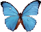 gala butterfly - GIF animé gratuit GIF animé