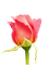 Rose - PNG gratuit GIF animé