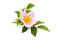 Цветок шиповника - бесплатно png анимированный гифка