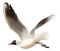Kaz_Creations Birds Bird - δωρεάν png κινούμενο GIF