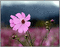 flower rain -NitsaPap - GIF animé gratuit GIF animé